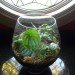 DIY Terrariums, terrariums, how to make a terrarium, diy, green gift, green diy,