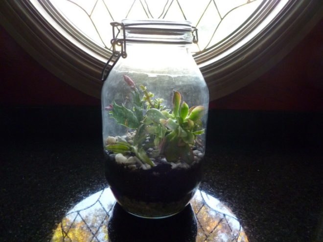 DIY Terrariums, terrariums, how to make a terrarium, diy, green gift, green diy,