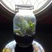 DIY Terrariums, terrariums, how to make a terrarium, diy, green gift, green diy,