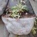please touch community garden, San Francisco, City Hall, Lighthouse for the Blind, urban garden, community art, habitile