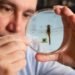 biosensors, computer engineering, dragonfly, Duke University, electrical engineering, entomology, flight, insects, neuroscience, wireless technology, dragonfly robot, duke university robotics, dragonfly robot study