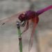 biosensors, computer engineering, dragonfly, Duke University, electrical engineering, entomology, flight, insects, neuroscience, wireless technology, dragonfly robot, duke university robotics, dragonfly robot study