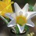Eco Flowers, Lauren Karnitz, recycled materials, eco art, green art, flower arrangements, eco corsages