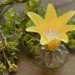 Eco Flowers, Lauren Karnitz, recycled materials, eco art, green art, flower arrangements, eco corsages