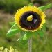 Eco Flowers, Lauren Karnitz, recycled materials, eco art, green art, flower arrangements, eco corsages