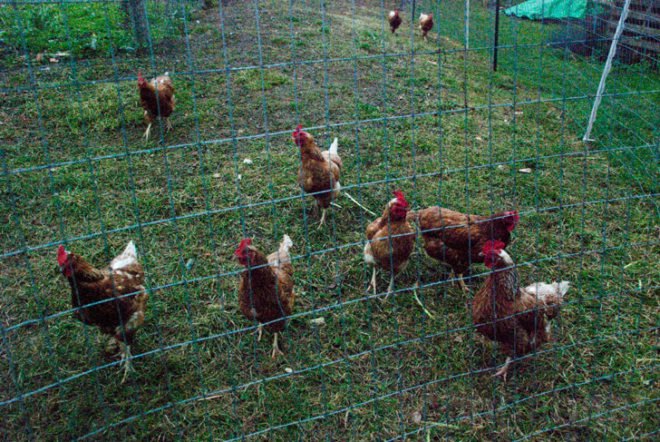 Groundswell Center for Local Food and Farming; sustainable living; EcoVillage at Ithaca; New York New York State; sustainable housing; co-housing; shared housing; common house; Inhabitat; upstate New York; Finger Lakes region; solar panels; energy efficient; compost toilet; intentional community; CSA; community supported agriculture; green living; green housing; Joan Bokaer; Liz Walker; alternative living; solar energy; PV panels; work teams; passive solar; green architecture; sustainable architecture