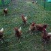 Groundswell Center for Local Food and Farming; sustainable living; EcoVillage at Ithaca; New York New York State; sustainable housing; co-housing; shared housing; common house; Inhabitat; upstate New York; Finger Lakes region; solar panels; energy efficient; compost toilet; intentional community; CSA; community supported agriculture; green living; green housing; Joan Bokaer; Liz Walker; alternative living; solar energy; PV panels; work teams; passive solar; green architecture; sustainable architecture