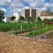 food demand, agricultural demand, urban agriculture, agricultural technology, food technology, agricultural advancements, earth population, human population, food needs, food growth, urban farm, urban gardening, urban food source, urban food solution