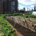 food demand, agricultural demand, urban agriculture, agricultural technology, food technology, agricultural advancements, earth population, human population, food needs, food growth, urban farm, urban gardening, urban food source, urban food solution