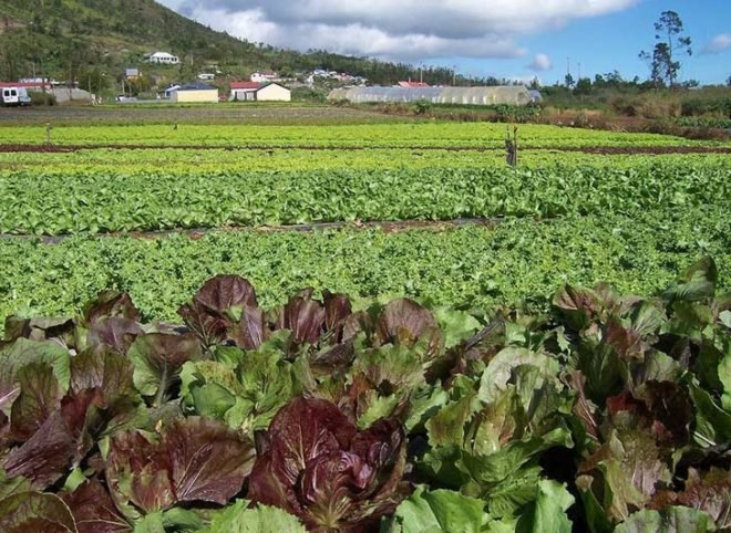 food demand, agricultural demand, urban agriculture, agricultural technology, food technology, agricultural advancements, earth population, human population, food needs, food growth, urban farm, urban gardening, urban food source, urban food solution