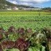 food demand, agricultural demand, urban agriculture, agricultural technology, food technology, agricultural advancements, earth population, human population, food needs, food growth, urban farm, urban gardening, urban food source, urban food solution