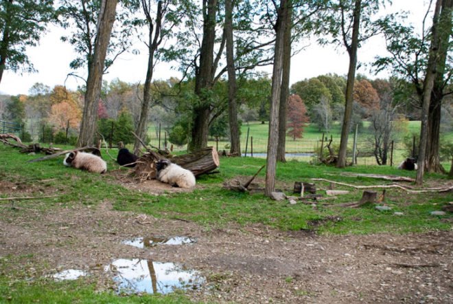 New York State Sheep and Wool Festival, Hudson Valley Sheep and Woold Company, Hudson Valley, rural, Laura Sansone, design, designer, sustainable design, fashion, fashion design, wool, felt, felting, fleece, sheep, plants, animals, natural dye, natural dyes, nature, local, local economy, sustainable, sustainability, cottage industry, New York, textiles, textile design, fashion designer, natural fibers, farm, mill, rural, green, green design