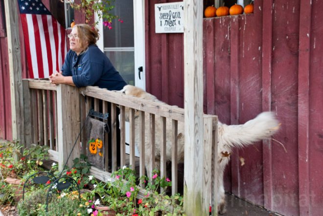 New York State Sheep and Wool Festival, Hudson Valley Sheep and Woold Company, Hudson Valley, rural, Laura Sansone, design, designer, sustainable design, fashion, fashion design, wool, felt, felting, fleece, sheep, plants, animals, natural dye, natural dyes, nature, local, local economy, sustainable, sustainability, cottage industry, New York, textiles, textile design, fashion designer, natural fibers, farm, mill, rural, green, green design