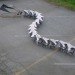 titanoboa, eatart, giant sculpture, mechanical snake, robot snake, giant robot, robot technology, eco art, sustainable art, green art, climate change, huge robot, huge snake, burning man,