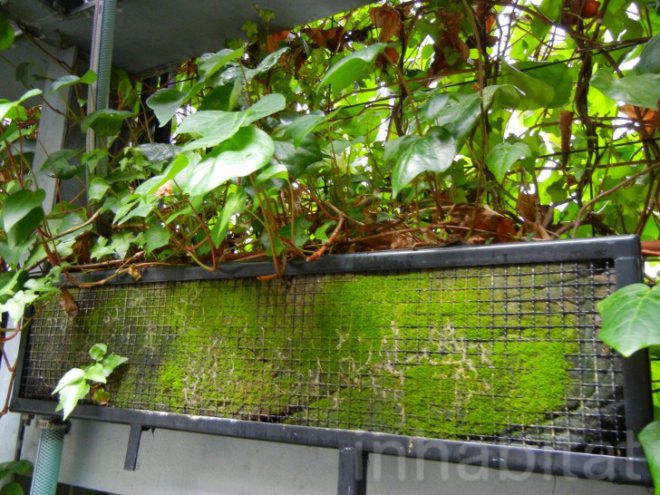 osaka, japan, japanese green building, green design, eco design, sustainable design, green wall, vertical garden, ivy wrapped building, green architecture, ivy wrapped bike parking lot, green bike parking garage, greenery wrapped building, ivy wrapped building