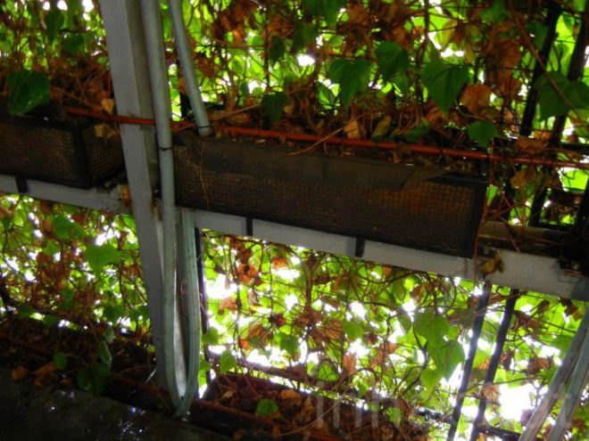 osaka, japan, japanese green building, green design, eco design, sustainable design, green wall, vertical garden, ivy wrapped building, green architecture, ivy wrapped bike parking lot, green bike parking garage, greenery wrapped building, ivy wrapped building