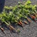 Hell's Kitchen Farm Project, Metro baptist Church, Lincoln Tunnel, rooftop Farm, Clinton Housing Development Company, Metropolitan Church of New York, local produce, sustainable produce, urban farming, Urban Harvest Benefit