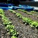 Hell's Kitchen Farm Project, Metro baptist Church, Lincoln Tunnel, rooftop Farm, Clinton Housing Development Company, Metropolitan Church of New York, local produce, sustainable produce, urban farming, Urban Harvest Benefit