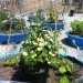 Hell's Kitchen Farm Project, Metro baptist Church, Lincoln Tunnel, rooftop Farm, Clinton Housing Development Company, Metropolitan Church of New York, local produce, sustainable produce, urban farming, Urban Harvest Benefit