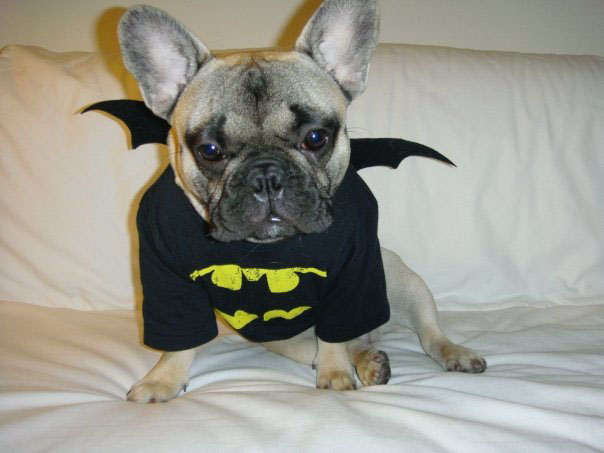 Bat Pup, dog costume, bat dog, costume contest, diy halloween costume, eco costumes, eco halloween, eco halloween costume, green costumes, green halloween, halloween costume contest, handmade halloween costume, Inhabitat 2011 Green Halloween Costume Contest, organic halloween costume, Do-It-Yourself Halloween Costume, homemade halloween costume, green halloween costume contest