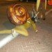 Snail Costume, diy Snail Costume, costume contest, diy halloween costume, eco costumes, eco halloween, eco halloween costume, green costumes, green halloween, halloween costume contest, handmade halloween costume, Inhabitat 2011 Green Halloween Costume Contest, organic halloween costume, Do-It-Yourself Halloween Costume, homemade halloween costume, green halloween costume contest