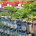 Recycled Materials,Recycling / Compost,Green Materials,Gardening,Eco Travel,DIY,Botanical,berlin,Prinzessinnengarten,social network gardening,open garden,community garden,berlin,mobile garden,recycled shipping container,organic garden,beehive,play house,working garden,organic vegetables