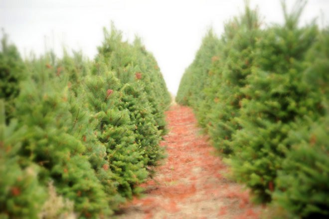 Green Holidays, living christmas tree, potted christmas tree, living christmas tree rental, trees, carbon sequestration, friends of the urban forest, San Francisco, Los Angeles, San Diego, Christmas decorations, green christmas