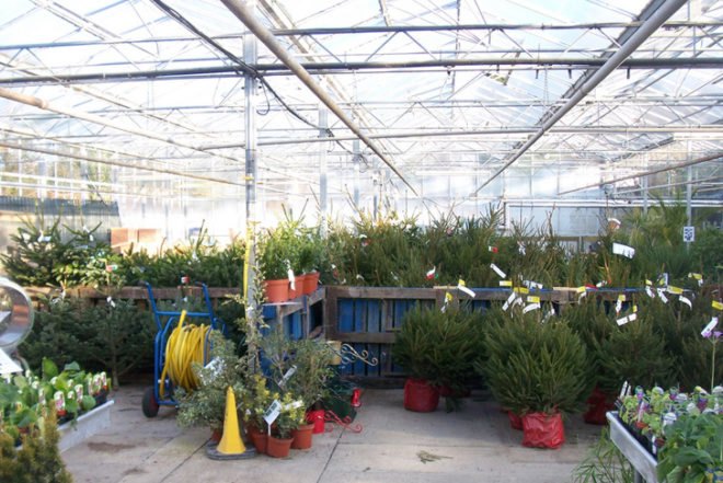 Green Holidays, living christmas tree, potted christmas tree, living christmas tree rental, trees, carbon sequestration, friends of the urban forest, San Francisco, Los Angeles, San Diego, Christmas decorations, green christmas