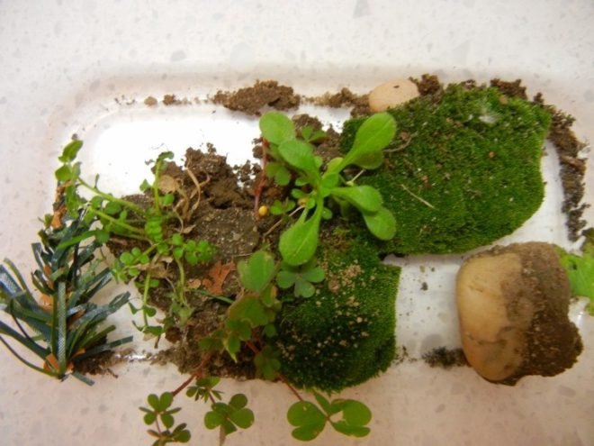 terrarium, terrariums, terrarium christmas ornament, terrarium holiday ornament, diy terrarium ornament, diy ornaments, diy christmas ornaments, holiday ornament how to