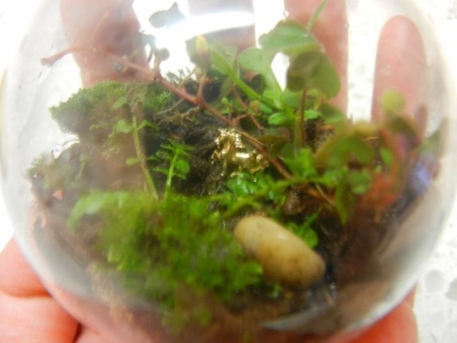 terrarium, terrariums, terrarium christmas ornament, terrarium holiday ornament, diy terrarium ornament, diy ornaments, diy christmas ornaments, holiday ornament how to