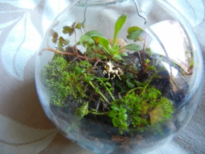terrarium, terrariums, terrarium christmas ornament, terrarium holiday ornament, diy terrarium ornament, diy ornaments, diy christmas ornaments, holiday ornament how to