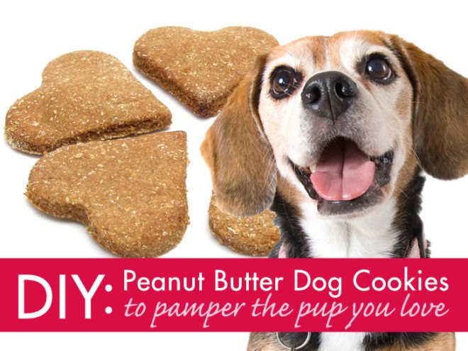 Pumpkin Peanut Butter Doggie Cookies, dog biscuits, dog cookies, pumpkin, peanut butter, vegetarian dog biscuits, dog treats, diy, homemade, homemade dog treats