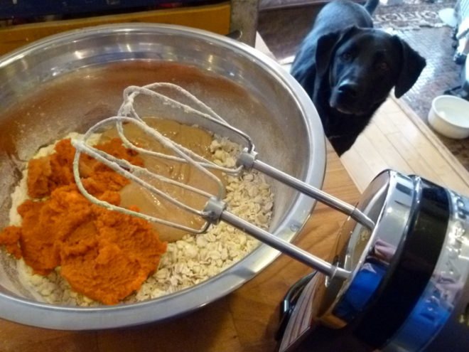 Pumpkin Peanut Butter Doggie Cookies, dog biscuits, dog cookies, pumpkin, peanut butter, vegetarian dog biscuits, dog treats, diy, homemade, homemade dog treats