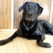 Pumpkin Peanut Butter Doggie Cookies, dog biscuits, dog cookies, pumpkin, peanut butter, vegetarian dog biscuits, dog treats, diy, homemade, homemade dog treats