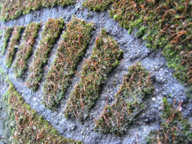 Reverse Moss Graffiti, reverse graffiti, eco art, green art, Stefaan De Croock, stuk arts centre, belgium