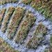 Reverse Moss Graffiti, reverse graffiti, eco art, green art, Stefaan De Croock, stuk arts centre, belgium