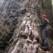 treehugging, tree hugging, trees good for health, matthew silverstone, blinded by science