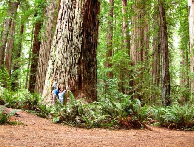 treehugging, tree hugging, trees good for health, matthew silverstone, blinded by science