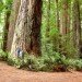 treehugging, tree hugging, trees good for health, matthew silverstone, blinded by science