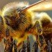 Top 6 Green Science and Technology Stories of 2011, green technology, sustainable technology, eco technology, green design, sustainable design, eco tech, green gadgets, green power, sustainable energy, renewable energy
