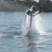 rocket boots, rocket pack, jet pack, jet boots, self propelled, flying machine, water powered, water power, water powered flying machine, green flight, eco flying, water powered boots, water powered jet boots, zapata, flyboard