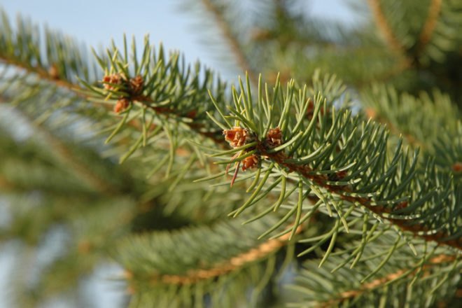 Green Holidays, living christmas tree, potted christmas tree, living christmas tree rental, trees, carbon sequestration, friends of the urban forest, San Francisco, Los Angeles, San Diego, Christmas decorations, green christmas