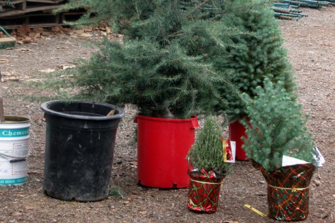 Green Holidays, living christmas tree, potted christmas tree, living christmas tree rental, trees, carbon sequestration, friends of the urban forest, San Francisco, Los Angeles, San Diego, Christmas decorations, green christmas