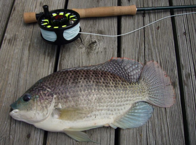 blue tilapia, tilapia farming, tilapia farming bronx, bronx man raising tilapia, sustainable tilapia farming, sustainable fish farming nyc