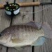 blue tilapia, tilapia farming, tilapia farming bronx, bronx man raising tilapia, sustainable tilapia farming, sustainable fish farming nyc