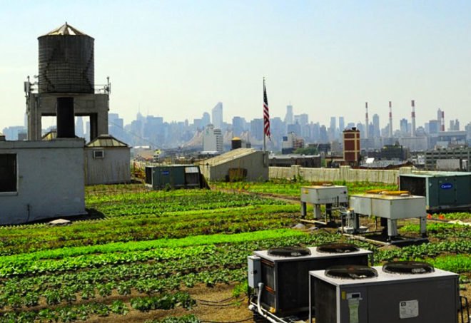 Brooklyn Grange, Brooklyn Grange expanding, Brooklyn Grange farm, Brooklyn Grange expansion, brooklyn navy yard, rooftop farm, urban agriculture, rooftop farm nyc, urban farming, urban farms nyc, urban farm brooklyn