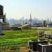 Brooklyn Grange, Brooklyn Grange expanding, Brooklyn Grange farm, Brooklyn Grange expansion, brooklyn navy yard, rooftop farm, urban agriculture, rooftop farm nyc, urban farming, urban farms nyc, urban farm brooklyn