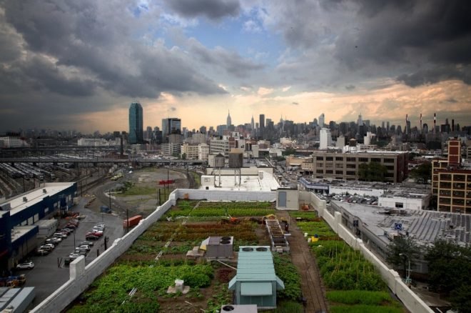 Brooklyn Grange, Brooklyn Grange expanding, Brooklyn Grange farm, Brooklyn Grange expansion, brooklyn navy yard, rooftop farm, urban agriculture, rooftop farm nyc, urban farming, urban farms nyc, urban farm brooklyn