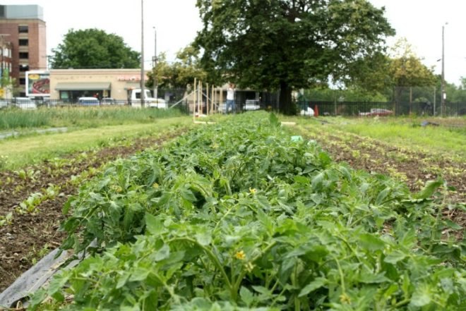 cleveland ohio, the cleveland kid, post-recession urban gardening, urban farming, vacant plots, abandoned houses, land lots, derelict land