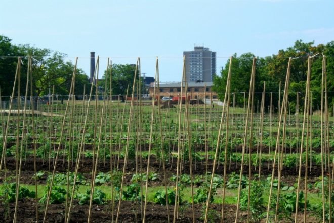 cleveland ohio, the cleveland kid, post-recession urban gardening, urban farming, vacant plots, abandoned houses, land lots, derelict land
